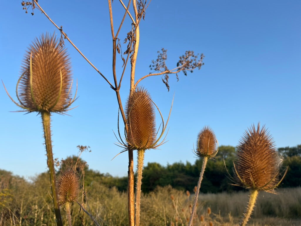 Inner Rhythm: Outer Spring 2026 | Early-bird discount code: EARLYBIRD-IROS-26